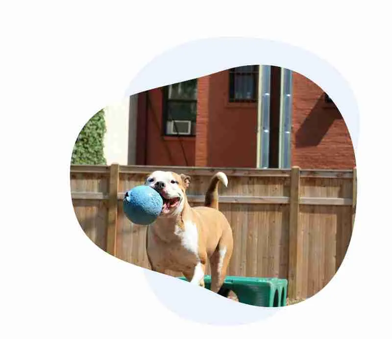 Puppy Training (Workshops)