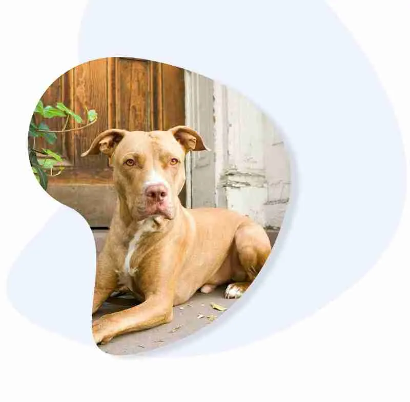 <h1>Long Island Dog Trainers</h1>