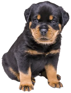 Owning a sales rottweiler