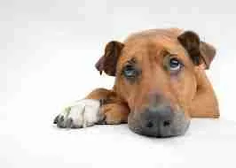 puppy separation anxiety